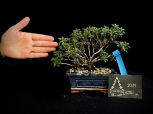 40. JL40-46 RHODODENDRON