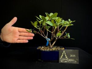 40. JL40-47 RHODODENDRON