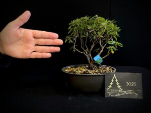 40. JL40-48 RHODODENDRON