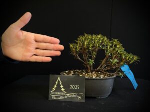 40. JL40-49 RHODODENDRON