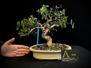 45. MA45-01 pistacho