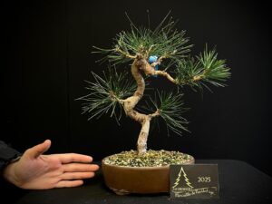 45. MA45-03 pinus negro