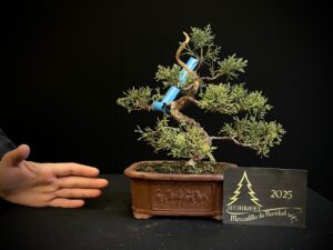 45. MA45-05 juniperus