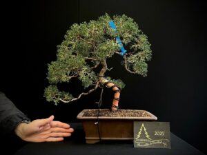 45. MA45-08 JUNIPERUS