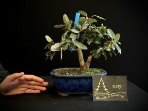 45. MA45-09 ok Eleagnus