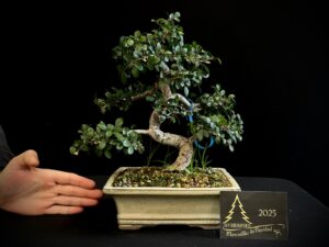 45. MA45-10 ok Eleagnus