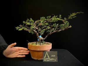 46. FML46-04 juniperus