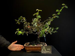 47. EP47-01 PSEUCIDONIA