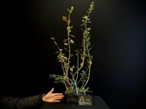 47. EP47-03 CRATAEGUS