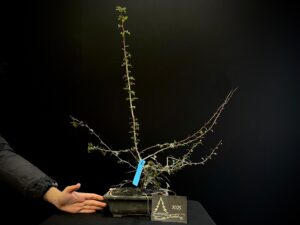 47. EP47-04 CRAETAGUS