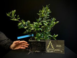 47. EP47-06 GARDENIA