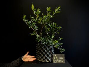 47. EP47-07 GARDENIA