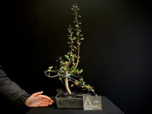 47. EP47-08 CRAETAGUS