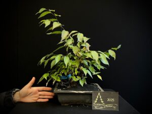 47. EP47-09 ZELKOVA