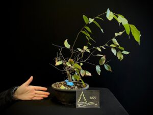 47. EP47-10 ZELKOVA