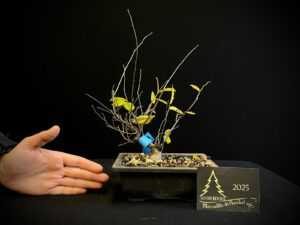 47. EP47-12 SINENSIS