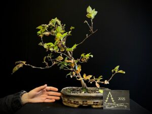 47. EP47-13 STEWARTIA47. EP47-13 STEWARTIA