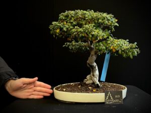 48. JR48-04 cotoneaster