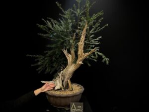 49. RC49-01 tanui tejo