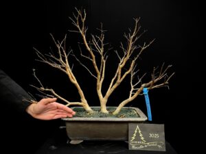 49. RC49-07 Lagestroemia