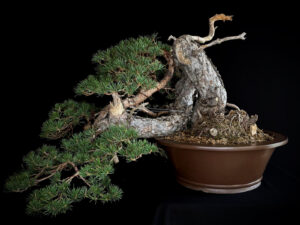 PINUS SYLVESTRIS