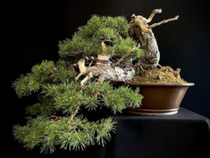 50009 pinus sylvestris (1)
