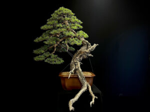 50173 pinus sylvestris (1)