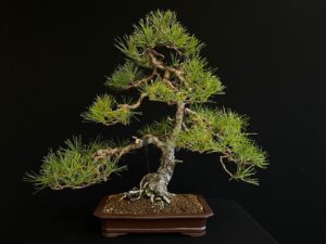 62171 Pynus Sylvertris