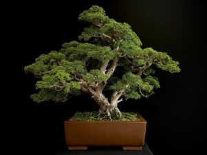 62172 - JUNIPERUS CHINENSIS (1)