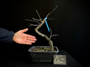 AB42-02 espino Blanco