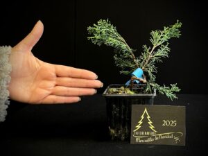 AM07-18 JUNIPERUS ITOIWAGA