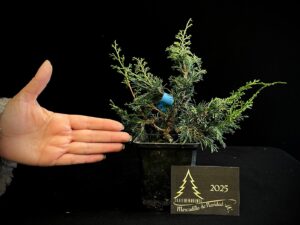 AM07-19 JUNIPERUS ITOIWAGA