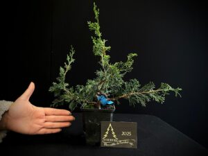 AM07-20 JUNIPERUS ITOIWAGA