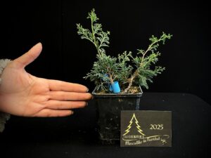 AM07-21 JUNIPERUS ITOIWAGA
