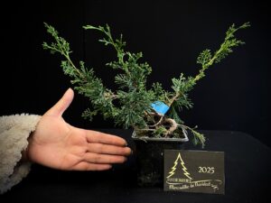 AM07-22 JUNIPERUS ITOIWAGA