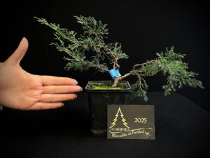 AM07-23 JUNIPERUS ITOIWAGA
