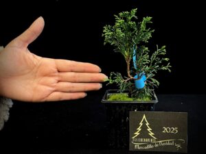 AM07-25 JUNIPERUS ITOIWAGA