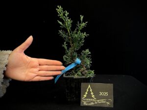AM07-30 JUNIPERUS ITOIWAGA