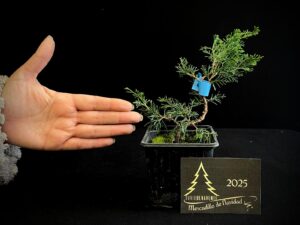 AM07-33 JUNIPERUS ITOIWAGA