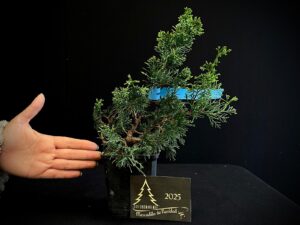 AM07-34 JUNIPERUS ITOIWAGA
