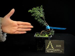 AM07-35 JUNIPERUS ITOIWAGA