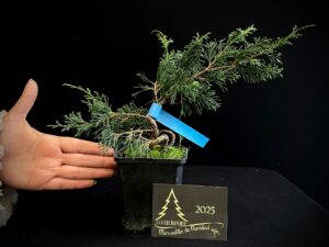 AM07-36 JUNIPERUS ITOIWAGA