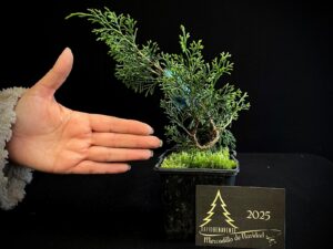 AM07-37 JUNIPERUS ITOIWAGA