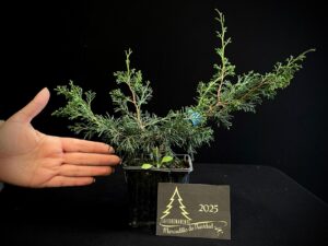 AM07-38 JUNIPERUS ITOIWAGA