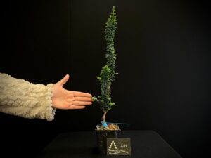 AM07-40 SEKKA HINOKI