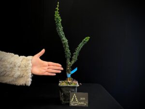 AM07-41 SEKKA HINOKI