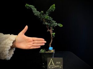 AM07-42 SEKKA HINOKI