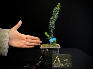 AM07-43 SEKKA HINOKI