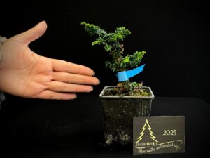 07. AM07-44 SEKKA HINOKI