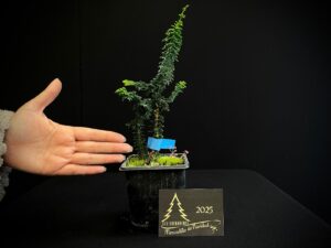 AM07-46 SEKKA HINOKI